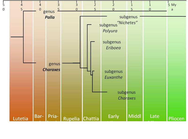 File:Charaxes basal cladogram.jpg