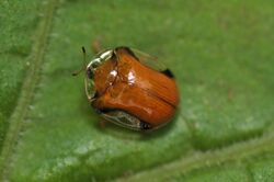 Charidotella sp? (14382622830).jpg