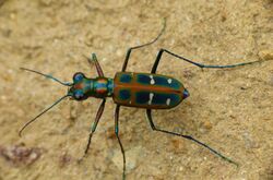 Cicindela duponti.jpg