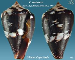Conus maioensis 1.jpg