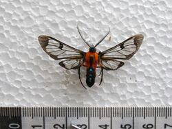 Cosmosoma impar (Walker, 1854) D.jpg