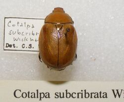 Cotalpa subcribrata sjh.jpg