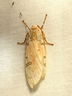 Davis' Tussock Moth (37213359191).jpg
