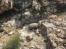 Desert tortoise with habitat background at Red Rock National Conservation Area.jpg
