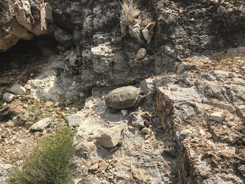 File:Desert tortoise with habitat background at Red Rock National Conservation Area.jpg