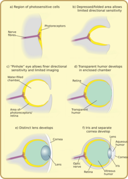 Diagram of eye evolution.svg