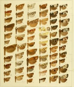 Die palaearktischen tortriciden. Eine monographische darstellung mit 24 tafeln in farbendruck, einer stammtafel und mehreren abbildungen im text. Mit einer unterstützung des (20938752945).jpg