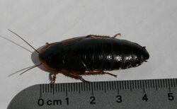 Dubia-cockroach-female-near-ruler.jpg