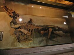 Edmontosaurus mummy 6756.jpg