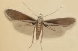 Emmetia angusticollella.JPG