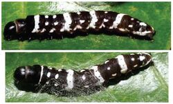 Ethmia baliostola larva.jpg