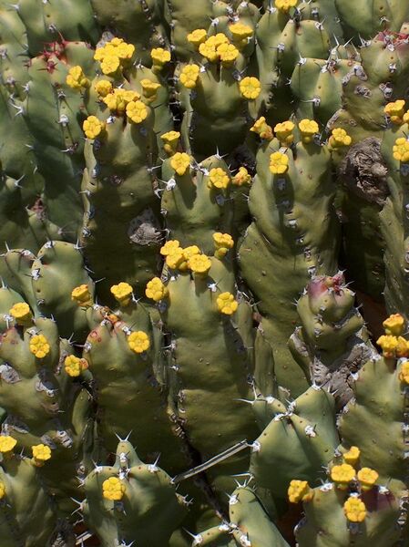File:Euphorbia resinifera.jpg