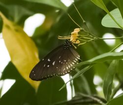 Euploea crameri feeding.jpg