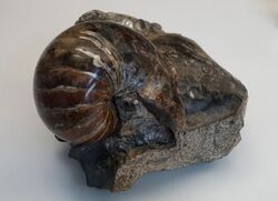 A shiny ammonite shell is a piece of shiny rock