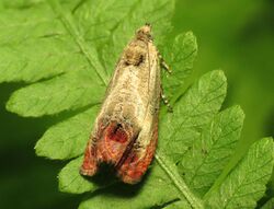 Fancy Tortrix Moth - Flickr - treegrow.jpg
