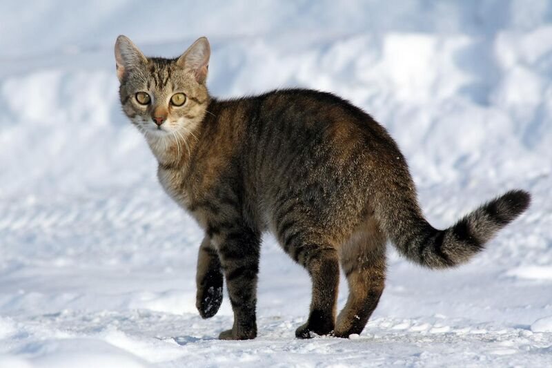 File:Felis catus-cat on snow.jpg
