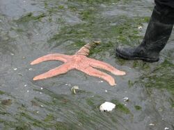 Giant pink seastar with boot.jpg