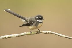 Grey Fantail - Brunkerville.jpg