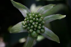 Haemanthus albiflos01.jpg