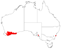 Hakea pandanicarpaDistMap103.png