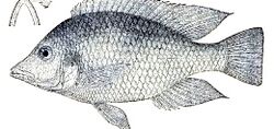 Hemitilapia-oxyrhynchus.jpg