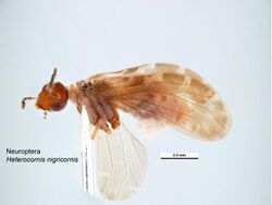 Heteroconis nigricornis.jpg