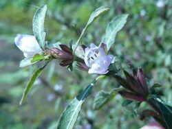 Hygrophila pogonocalyx.jpg