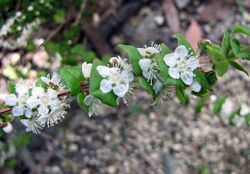 Hypocalymma cordifolium -澳洲國家植物園 Australian National Botanic Gardens, Canberra- (11047575063).jpg