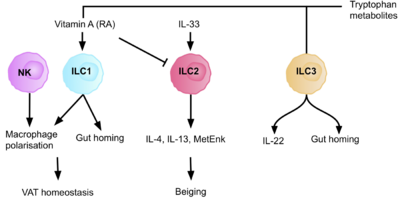 A flow chart displaying the ILC1/2/3 cells, and their individual roles played during metabolism, and how they interact with one another.