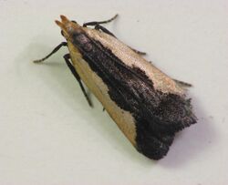 Indented Dichomeris Moth 6134.7.18-21.09w.wiki.jpg