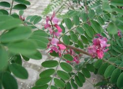 Indigofera-gerardiana.JPG