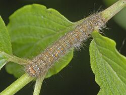 Lasiocampidae - Poecilocampa populi.JPG