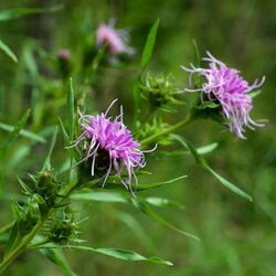 Liatris compacta.jpg