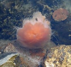 Lion's mane jellyfish contracted.jpg
