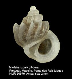 Photograph of the snail with text stating that the actual size is 2mm