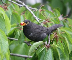 Male common blackbird with feed in Lausanne.jpg