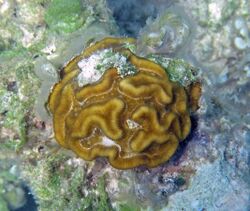 Manicina areolata (rose coral) (San Salvador Island, Bahamas) 1 (15469532414).jpg