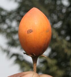 Maulsari (Mimusops elengi) ripe fruit in Kolkata W IMG 2833.jpg