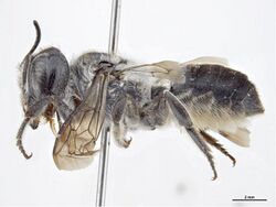 Megachile lucidiventris f.jpg