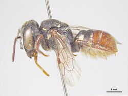 Megachile monkmani f.jpg