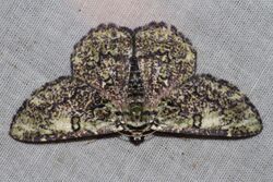 Metallolophia subradiata (Geometridae- Geometrinae) (5698091420).jpg