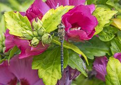 Migrant hawker (Aeshna mixta) male on rose mallow (Hibiscus syriacus).jpg