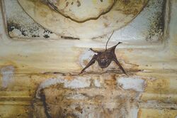The image depicts a small mouse-tailed bat on a wall