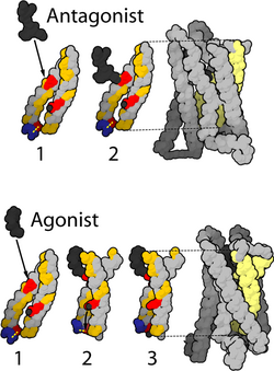 Mu-opioid receptor.png