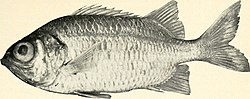 Myripristis gildi - Image from page 18 of "California fish and game".jpg