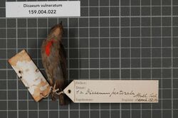 Naturalis Biodiversity Center - RMNH.AVES.132134 2 - Dicaeum vulneratum Wallace, 1863 - Dicaeidae - bird skin specimen.jpeg