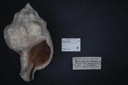 Naturalis Biodiversity Center - ZMA.MOLL.355181 - Pleuroploca clava (Jonas, 1846) - Fasciolariidae - Mollusc shell.jpeg