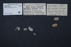 Naturalis Biodiversity Center - ZMA.MOLL.409586 - Malletia obtusa (Sars, 1872) - Malletiidae - Mollusc shell.jpeg