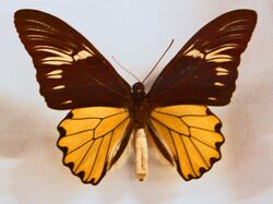 Papilionidae - Troides amphrysus.JPG