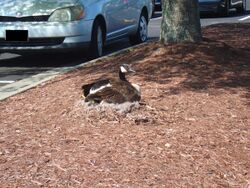 ParkingLotMotherCanadaGoose.jpg